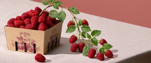 Holmen expands lightweight containerboard range with fresh-fibre fluting